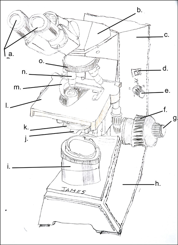 Simple Microscope - Diagram (Parts labelled), Principle, Formula and Uses